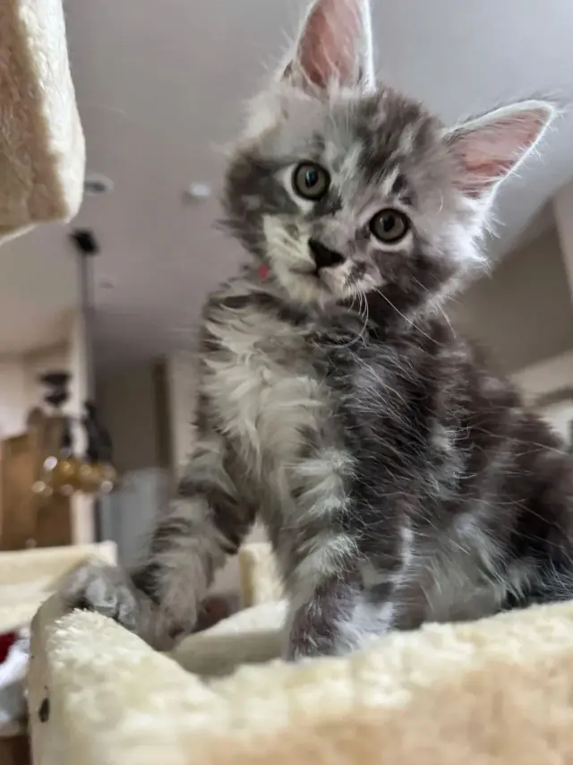 Silver tabby kitten perched on a cat tree, looking at the camera.