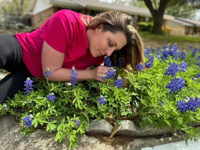 Woman smelling bluebonnet flowers, wearing pink shirt, outside.